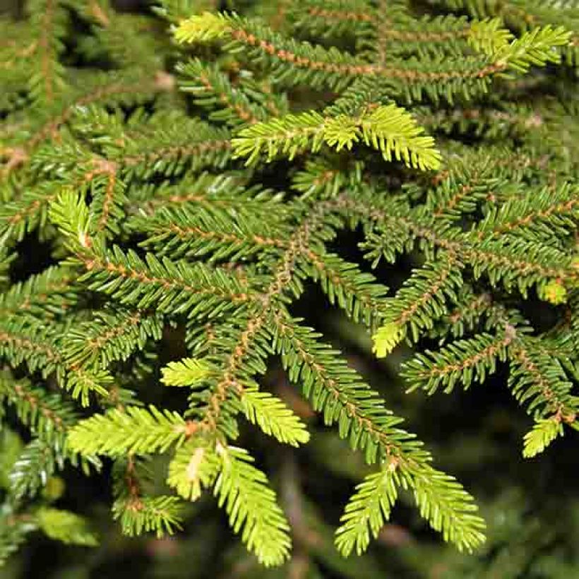 Picea orientalis Gracilis - Caucasian Spruce (Foliage)