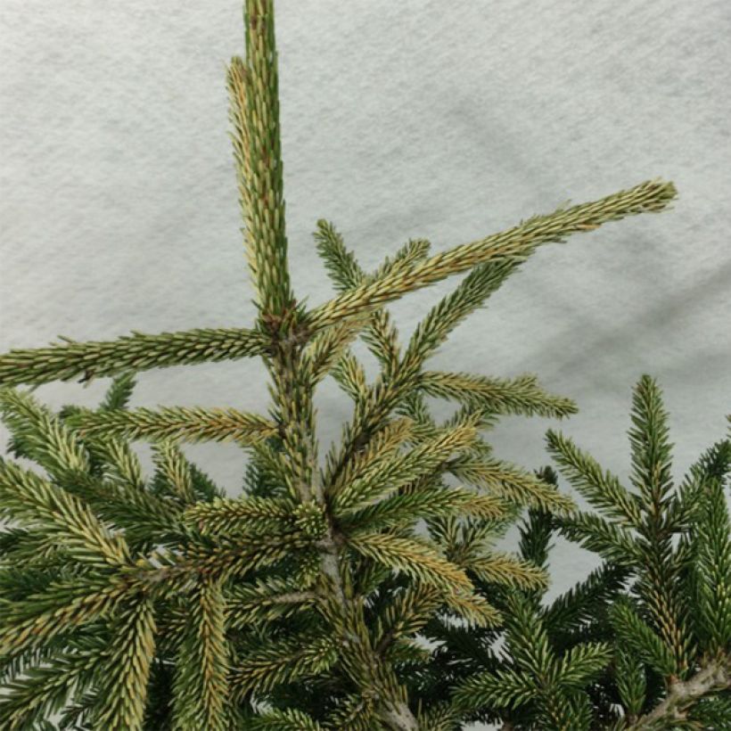 Picea orientalis Silver Seedling - Caucasian Spruce (Foliage)