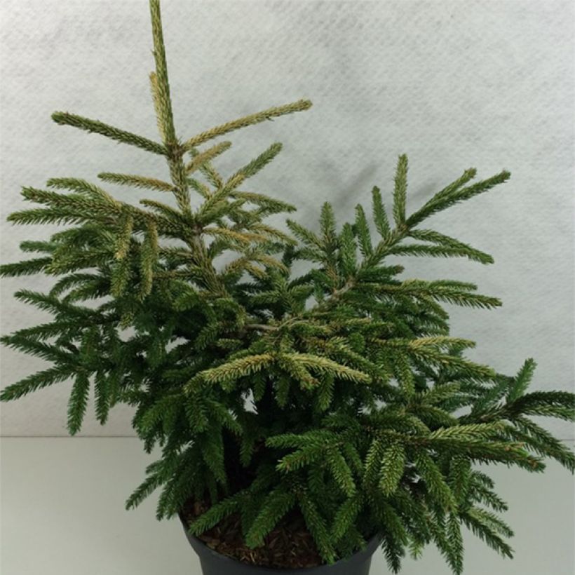 Picea orientalis Silver Seedling - Caucasian Spruce (Plant habit)