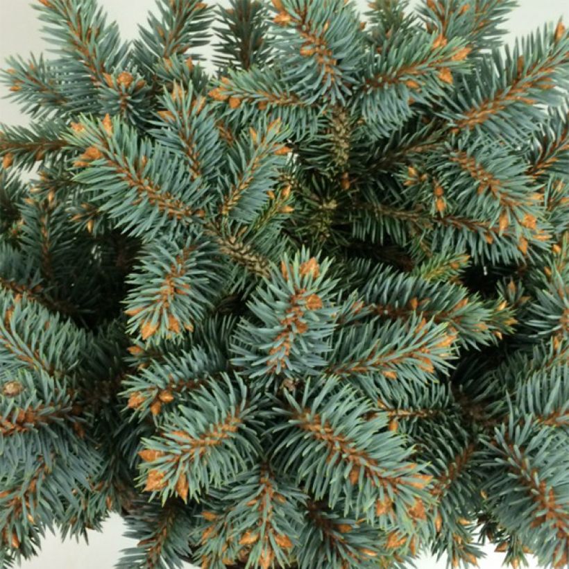 Picea pungens Blaukissen - Blue Spruce (Foliage)
