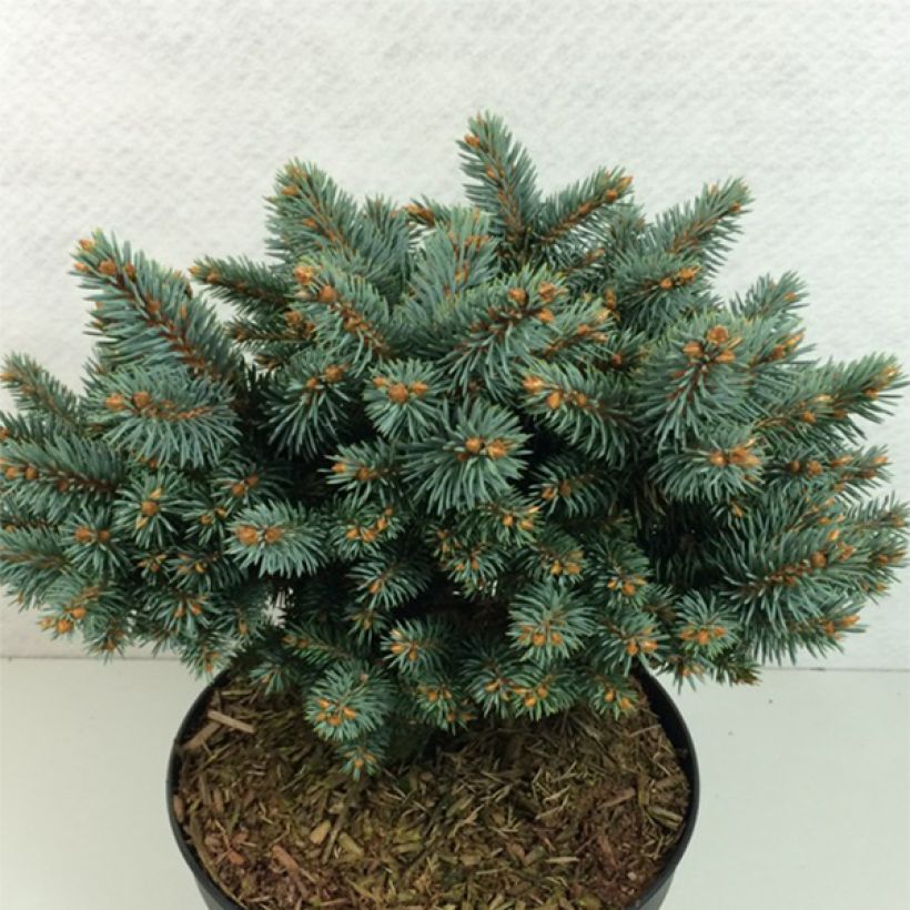 Picea pungens Blaukissen - Blue Spruce (Plant habit)