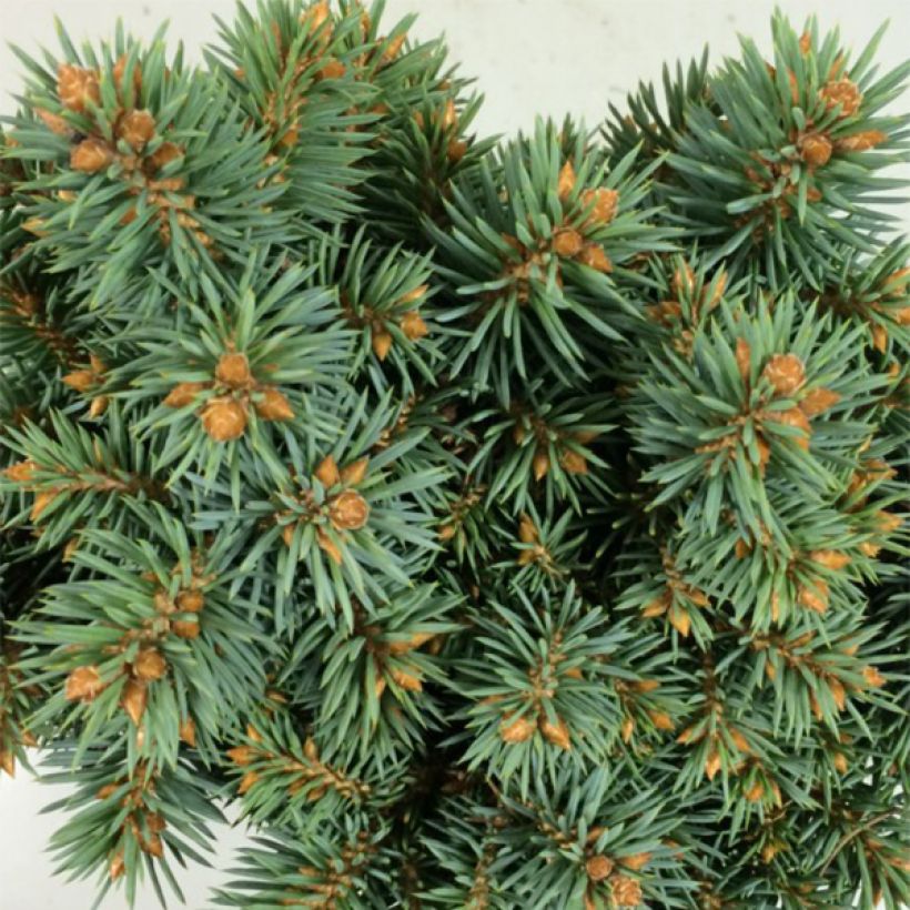 Picea pungens Brynek - Blue Spruce (Foliage)