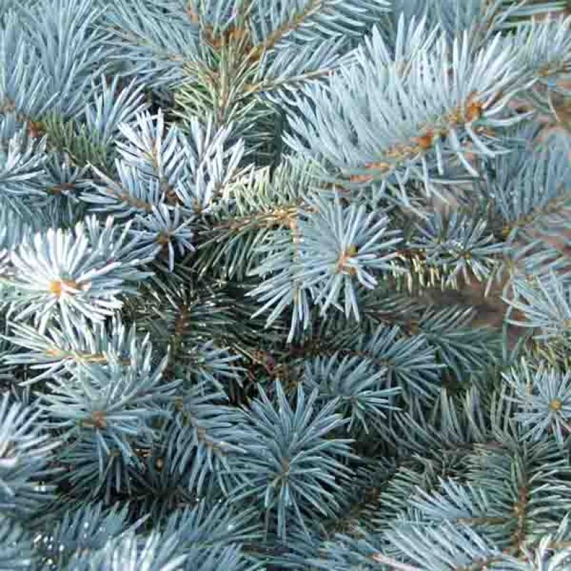 Blue Spruce - Picea pungens Glauca Globosa (Foliage)