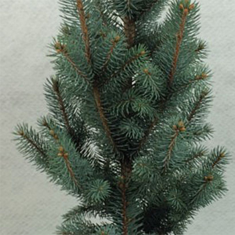 Picea pungens Iseli Fastigiate - Blue Spruce (Foliage)