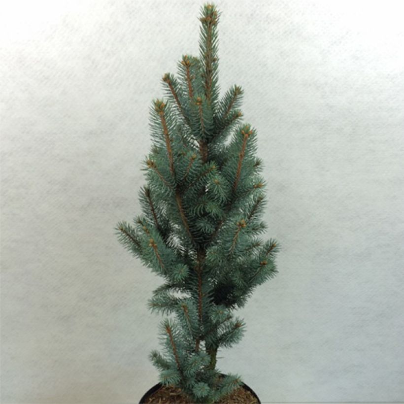 Picea pungens Iseli Fastigiate - Blue Spruce (Plant habit)