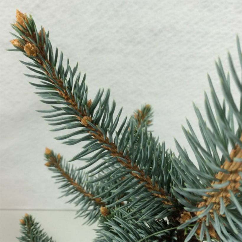 Picea pungens Iseli Foxtail - Blue Spruce (Foliage)