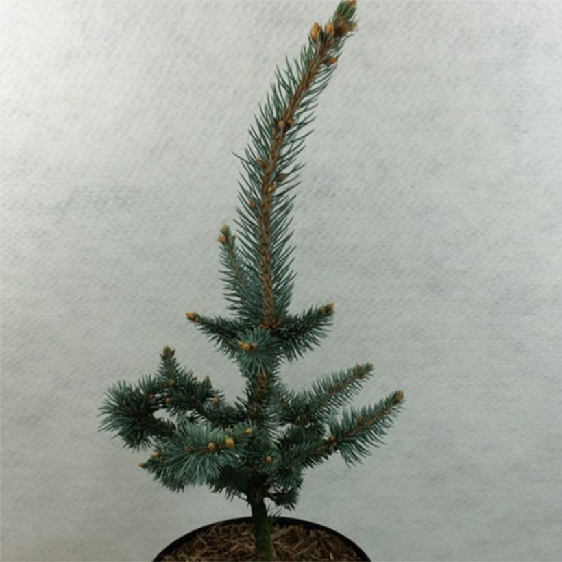 Picea pungens Iseli Foxtail - Blue Spruce (Plant habit)