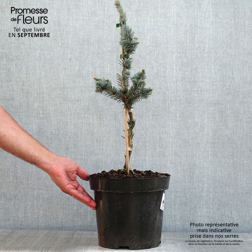 Picea pungens Iseli Foxtail - Blue Spruce 3L/4L pot sample as delivered in summer