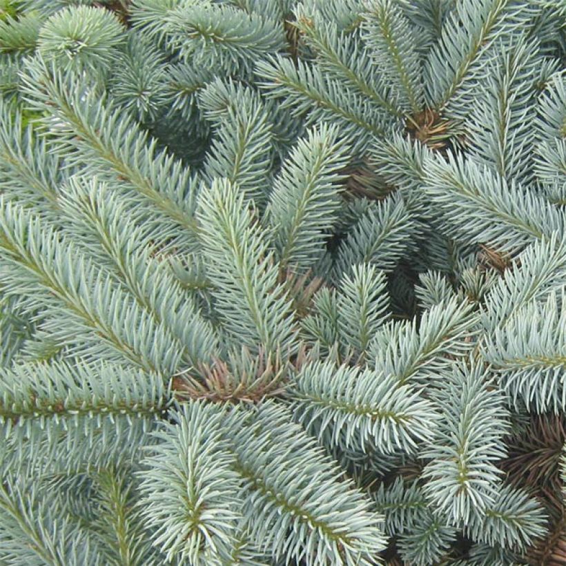 Picea pungens Jeddeloh - Blue Spruce (Foliage)
