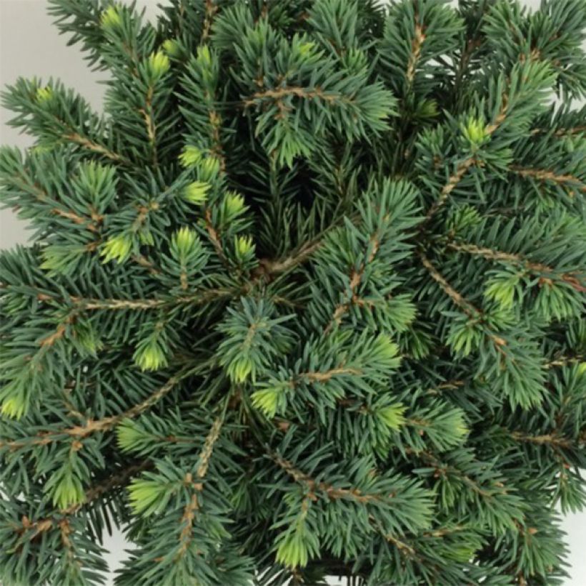 Picea pungens Kuba - Blue Spruce (Foliage)