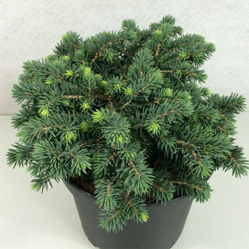 Picea pungens Kuba - Blue Spruce (Plant habit)