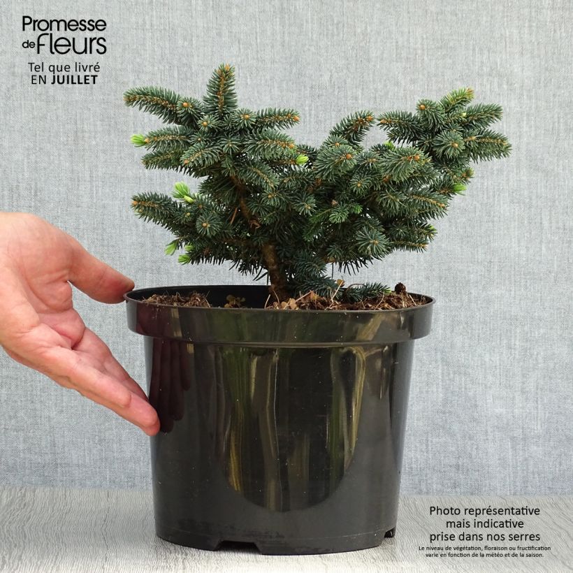 Picea pungens Sonia - Blue Spruce 4L/5L pot sample as delivered in summer