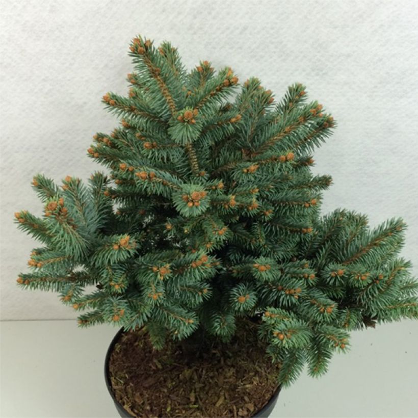 Picea pungens Thuem - Blue Spruce (Plant habit)