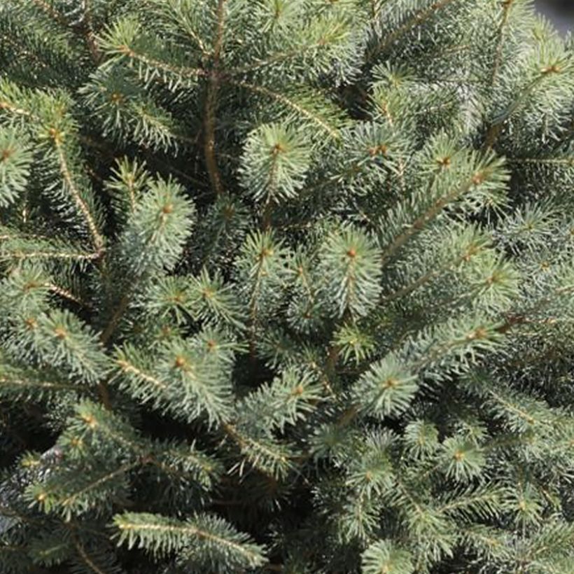 Picea sitchensis Nana - Sitka Spruce (Foliage)