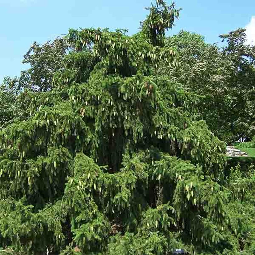 Picea abies Acrocona - Norway Spruce (Plant habit)