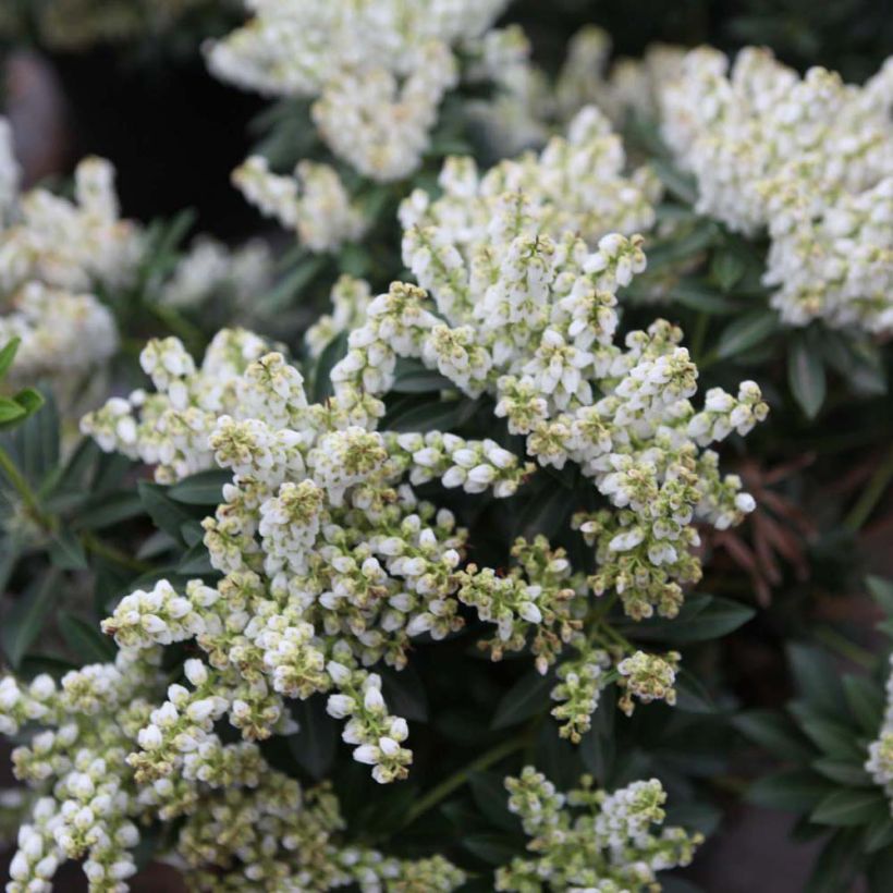 Pieris japonica Debutante - Japanese Andromeda (Flowering)