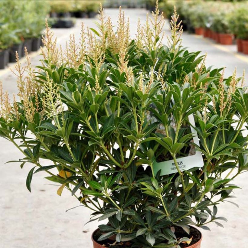Pieris japonica Debutante - Japanese Andromeda (Plant habit)