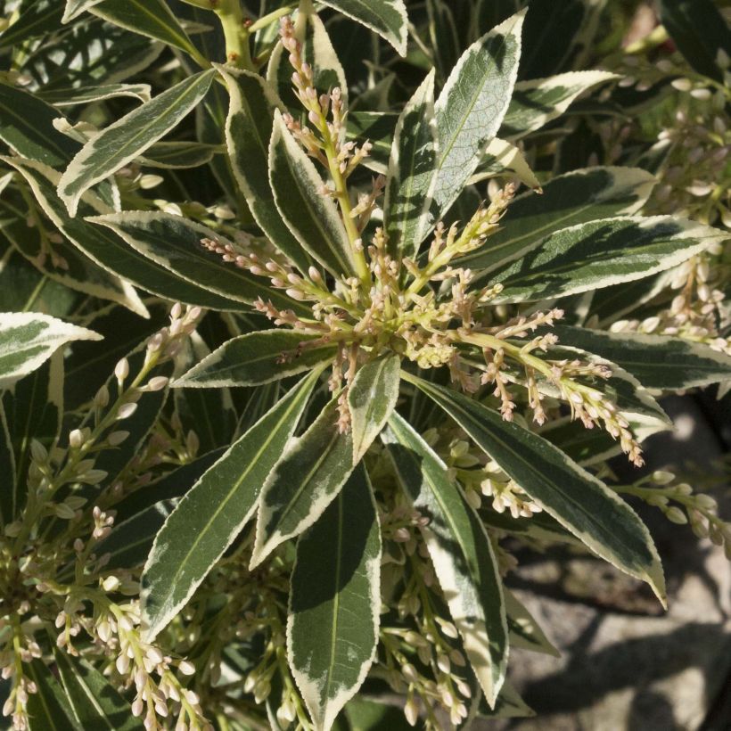 Pieris japonica Flaming Silver - Japanese Andromeda (Foliage)