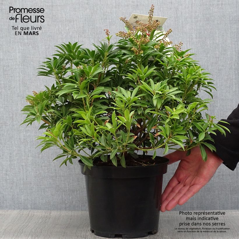Pieris japonica Debutante - Japanese Andromeda 4L/5L potShipped height around 30/40cm sample as delivered in spring