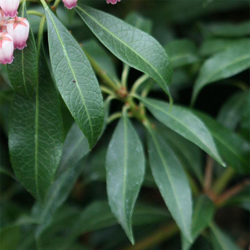 Pieris japonica Katsura - Japanese Andromeda (Foliage)