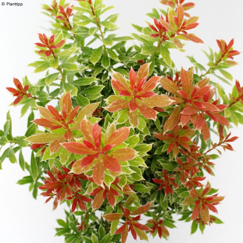 Pieris japonica Little Goldy - Japanese Andromeda (Foliage)