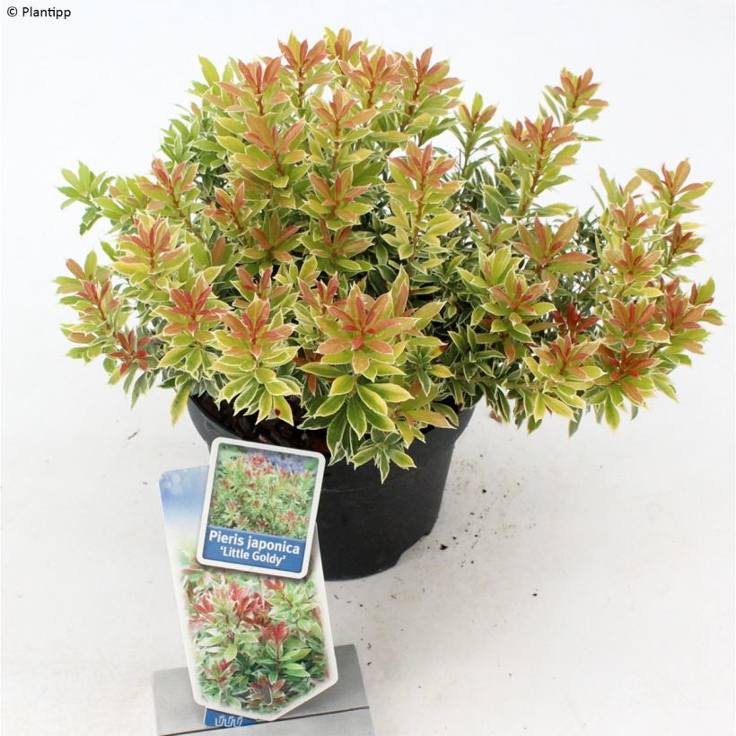 Pieris japonica Little Goldy - Japanese Andromeda (Plant habit)