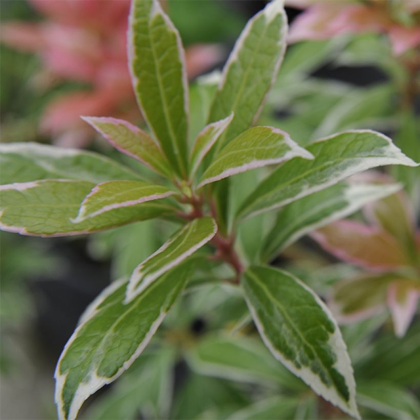 Pieris japonica Little Heath - Japanese Andromeda (Foliage)