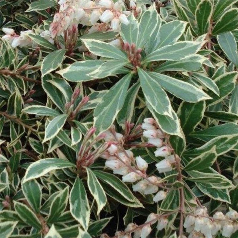 Pieris japonica Little Heath Variegata - Japanese Andromeda (Flowering)