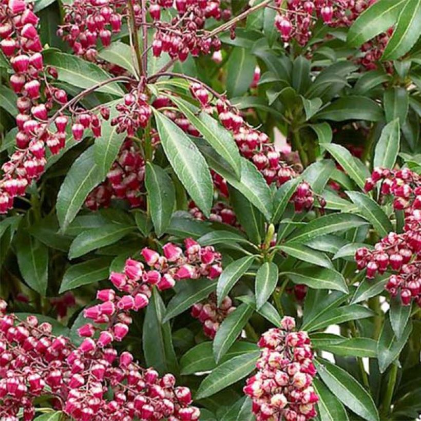 Pieris japonica Passion - Japanese Andromeda (Foliage)