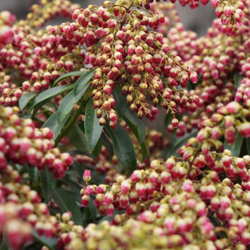 Pieris japonica Passion - Japanese Andromeda (Flowering)