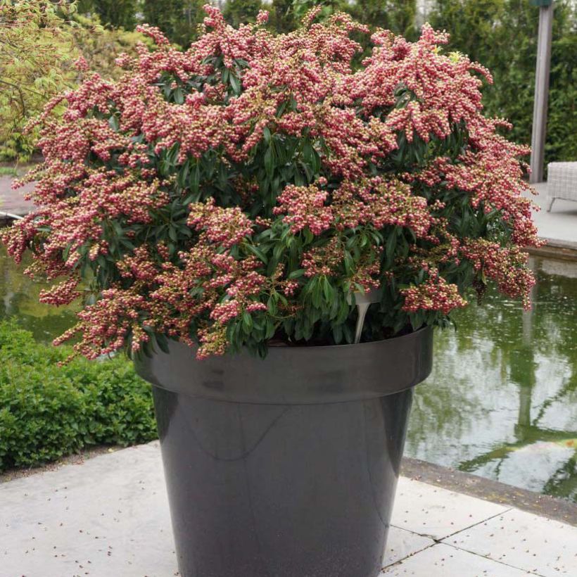 Pieris japonica Passion - Japanese Andromeda (Plant habit)