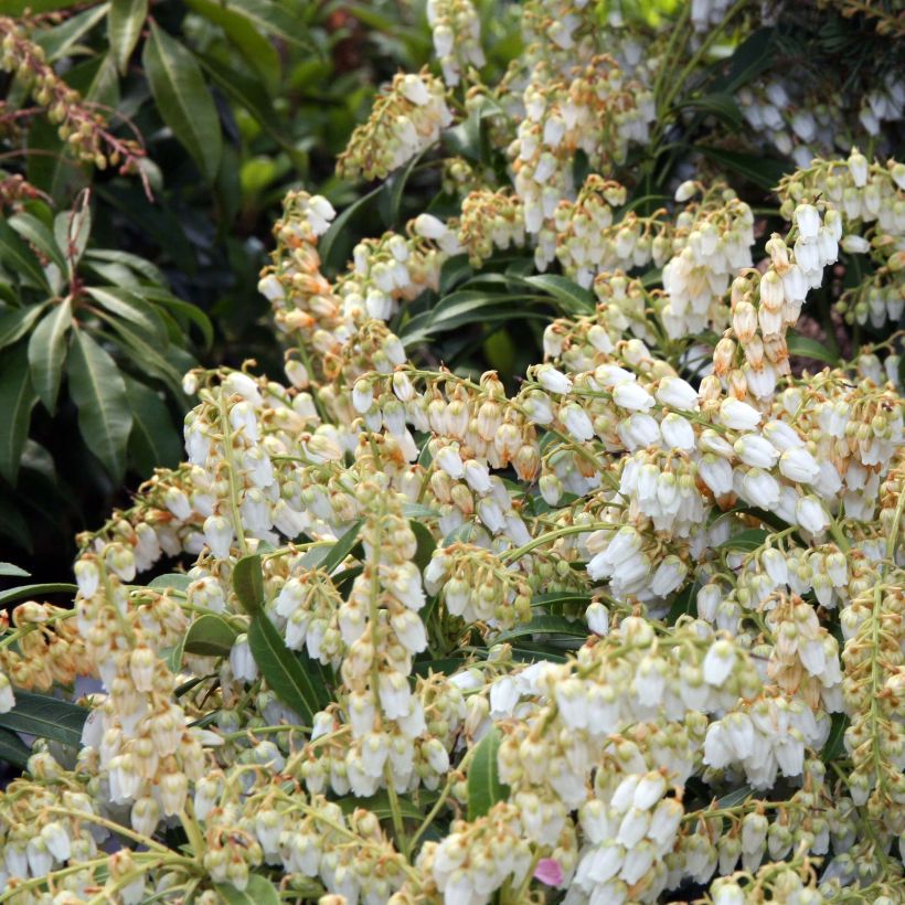 Pieris japonica Purity - Japanese Andromeda (Flowering)