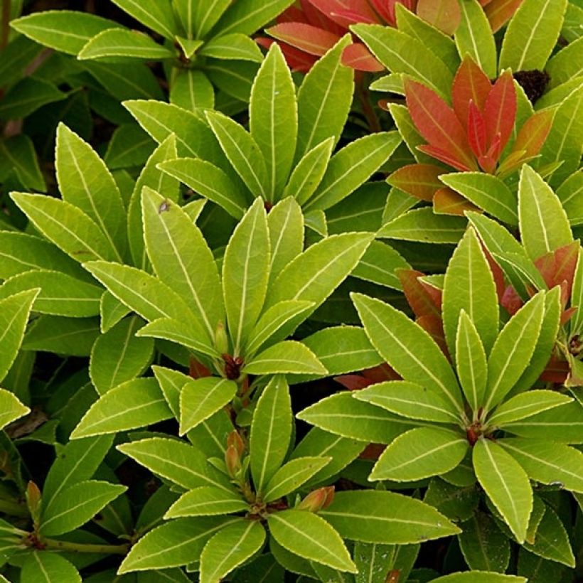 Pieris japonica Sarabande - Japanese Andromeda (Foliage)