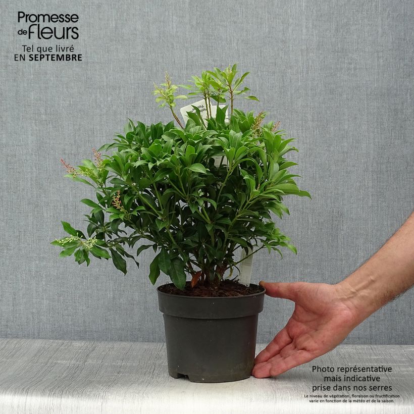 Pieris japonica Pink passion - Japanese Andromeda 2L/3L pot sample as delivered in autumn