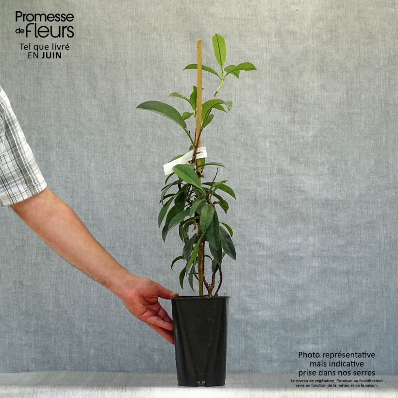 Pileostegia viburnoides 2L/3L pot sample as delivered in summer