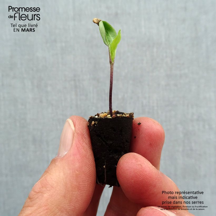 Organic Gorria Pepper plugs - Capsicum frutescens sample as delivered in spring