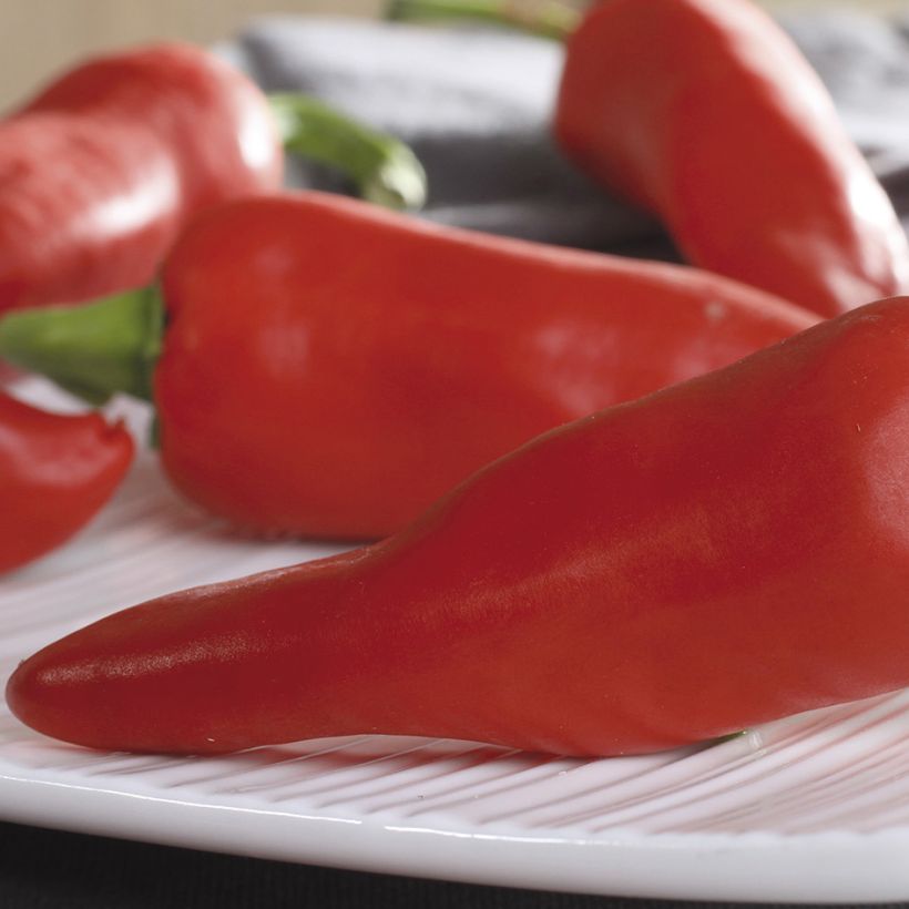 Chilli Pepper Piment dEspelette - Gorria (Harvest)
