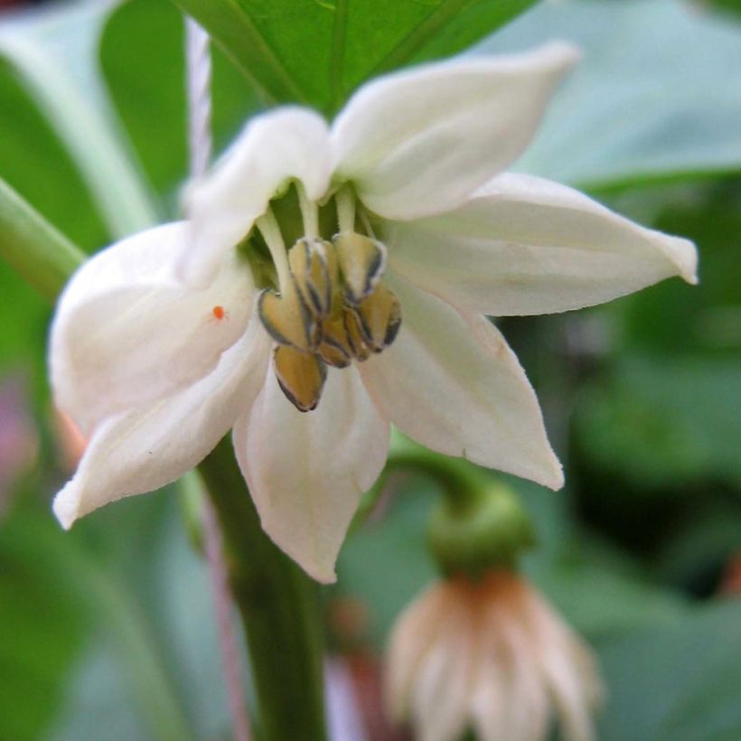 Cayenne Pepper Impala plants - Capsicum frutescens (Flowering)