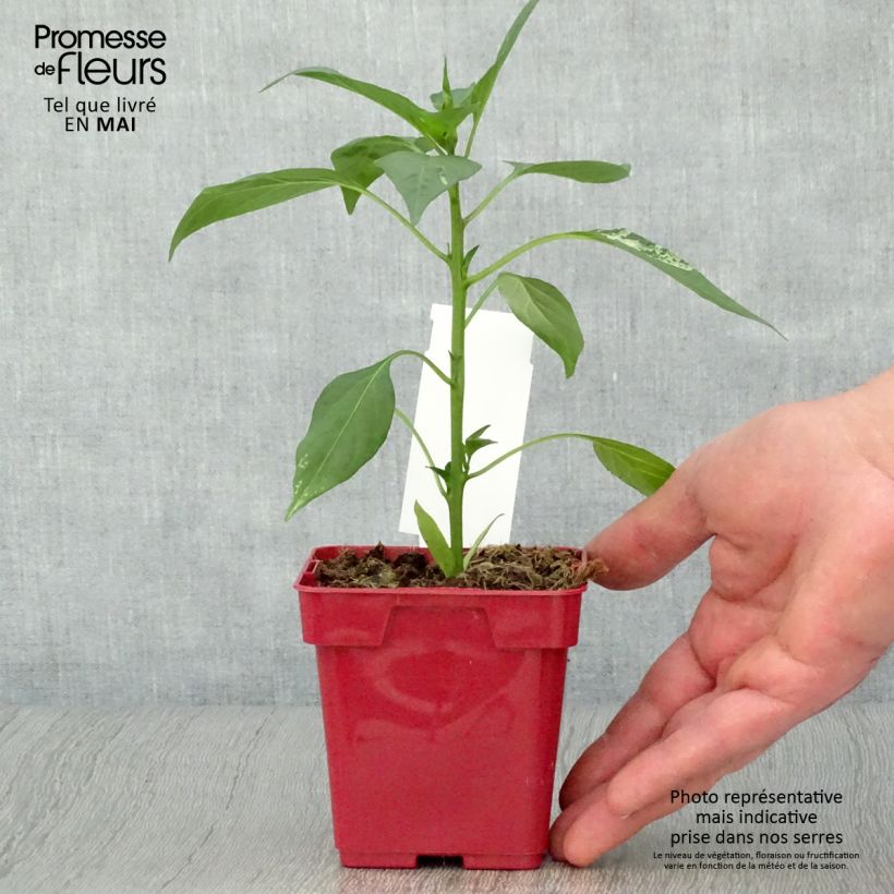 Cayenne Pepper Impala plants - Capsicum frutescens sample as delivered in spring