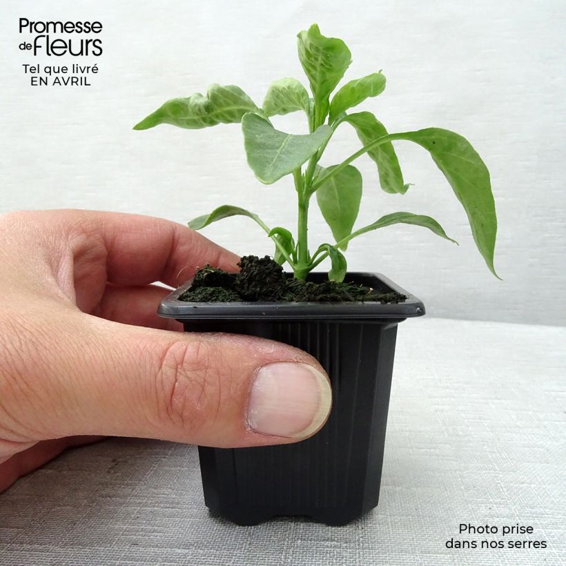 Cayenne Pepper plants - Capsicum frutescens 7/8 cm pot sample as delivered in spring