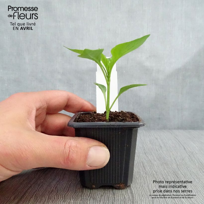 Cayenne Pepper plants - Capsicum frutescens sample as delivered in spring