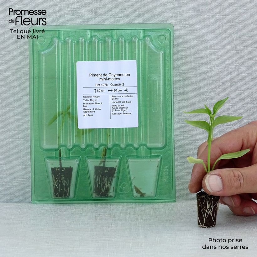 Cayenne Pepper plants - Capsicum frutescens Plug plant 1.5/2.5 cm sample as delivered in spring