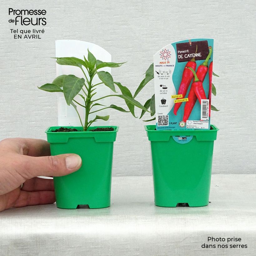 Cayenne Pepper plants - Capsicum frutescens 10cm/11cm pot sample as delivered in spring