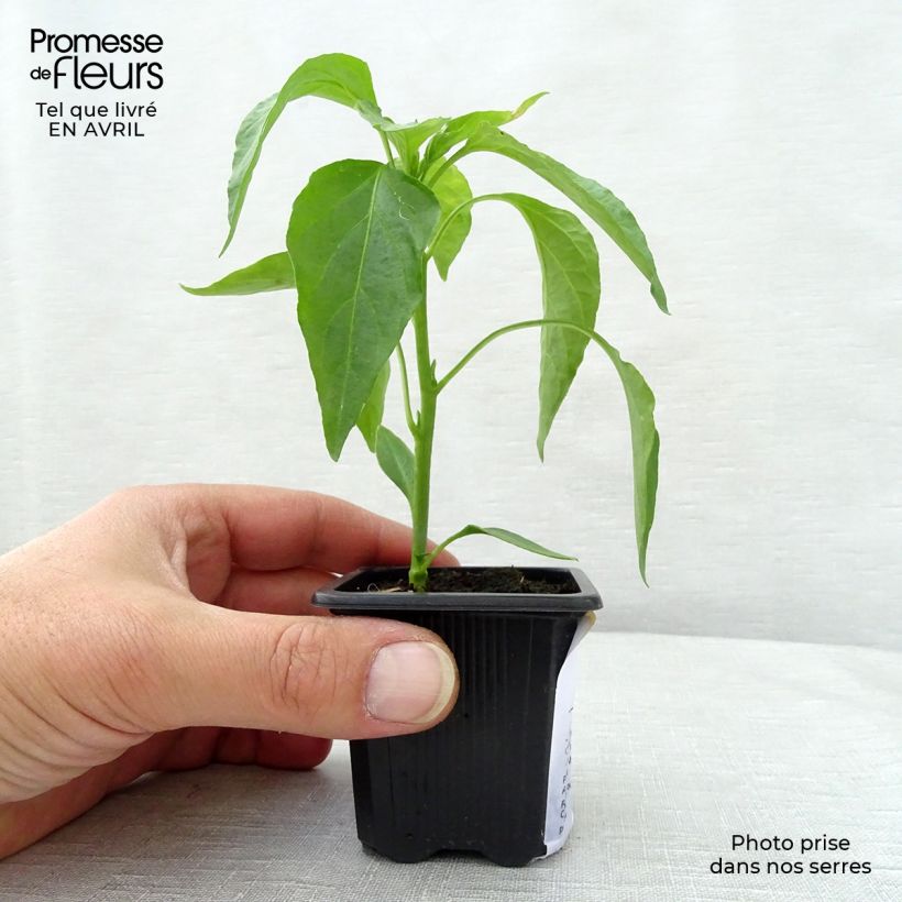 Sweet pepper Très Long des Landes plants - Capsicum annuum sample as delivered in spring