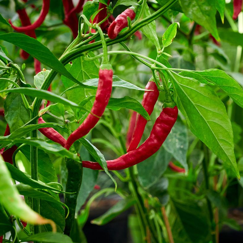 Sweet pepper Très Long des Landes plants - Capsicum annuum (Harvest)
