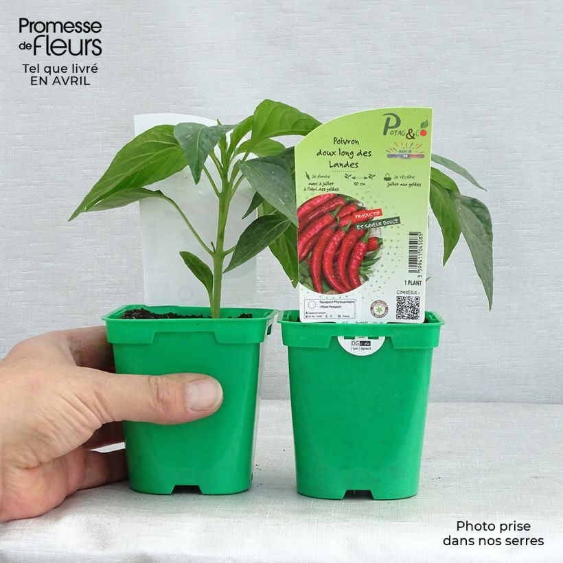 Sweet pepper Très Long des Landes plants - Capsicum annuum 10cm/11cm pot sample as delivered in spring