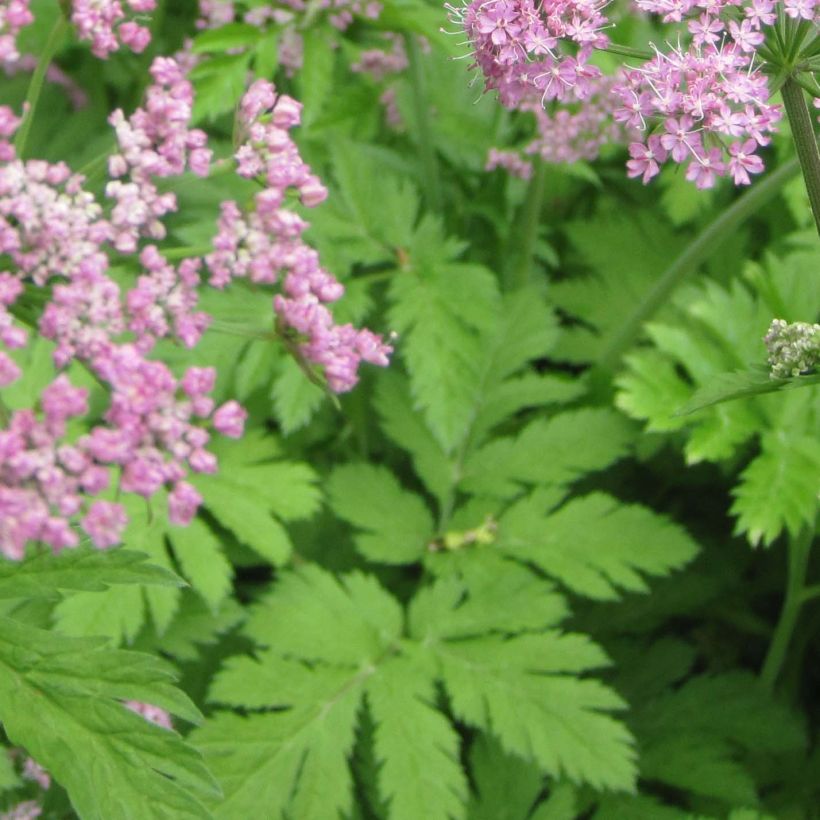 Pimpinella major Rosea (Foliage)