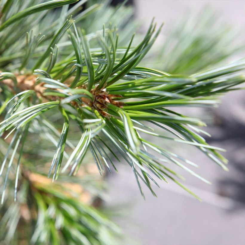Pinus flexilis Vanderwolfs Pyramid -Felxible Pine (Foliage)