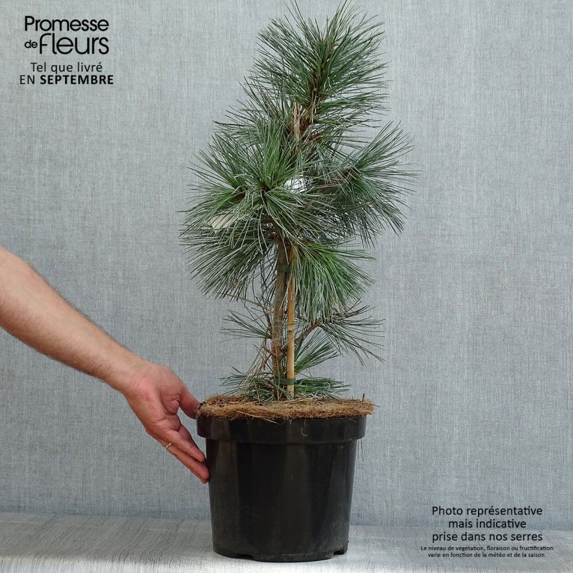 Pinus flexilis Vanderwolfs Pyramid -Felxible Pine 7.5L/10L pot sample as delivered in summer