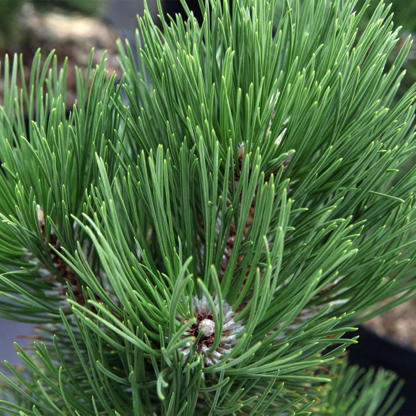 Pinus heldreichii Malinkii - Bosnian Pine (Foliage)